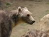 Breisbär